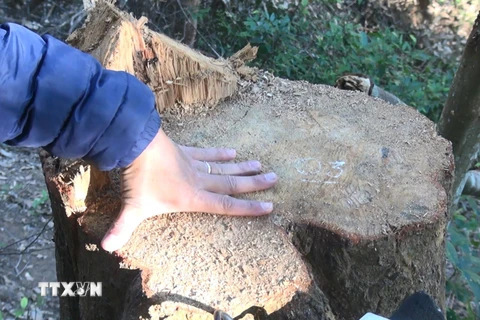 Vết cắt một thân cây có đường kính khoảng 50cm. (Ảnh: Hải An-Xuân Tiến/TTXVN)