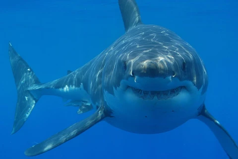 Cá mập trắng. (Nguồn: theconversation.com)