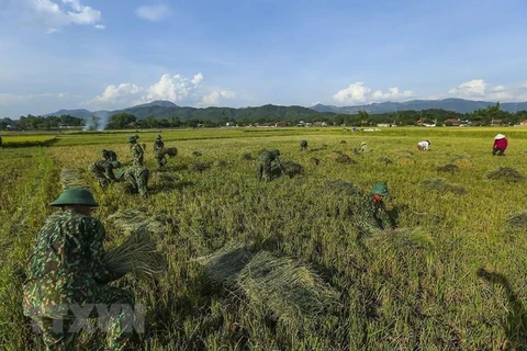 Cán bộ chiến sỹ Trung đoàn 82 thuộc Quân khu 2 giúp dân gặt lúa tại phường Thanh Trường, thành phố Điện Biên Phủ. (Ảnh: Phan Tuấn Anh/TTXVN)