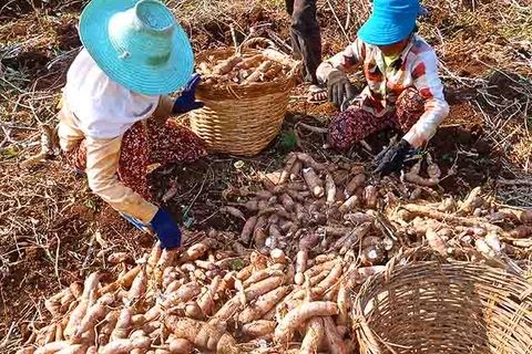 Sắn là một trong những mặt hàng nông sản xuất khẩu lớn nhất của Campuchia. (Nguồn: khmertimeskh.com)
