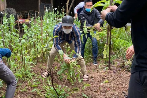 Lực lượng chức năng phá dỡ vườn trồng cây anh túc. (Nguồn: hanoimoi.com.vn))