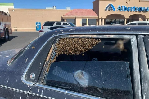 Chỉ sau khoảng 10 phút dừng lại để mua đồ tại siêu thị Albertsons, Las Cruces, NM, một đàn ong mật đã bay qua cửa sổ và “xâm chiếm” chiếc xe của người đàn ông. (Nguồn: The New York Times)