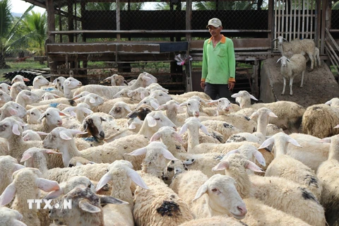 Mô hình nuôi cừu ở xã Phước Trung, huyện Bác Ái, Ninh Thuận. (Ảnh: Nguyễn Thành/TTXVN)