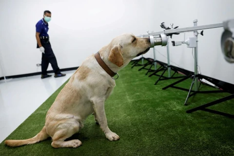 [Video] Chó có thể phát hiện người mắc COVID-19 chính xác tới 94%