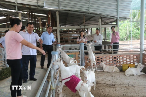 Mô hình trang trại nuôi dê sữa của Hợp tác xã Đông Nghi. (Ảnh: Minh Trí - TTXVN)