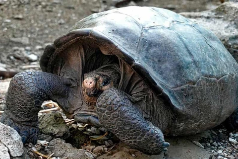[Video] Rùa tuyệt chủng cách đây 100 năm bất ngờ xuất hiện tại Ecuador