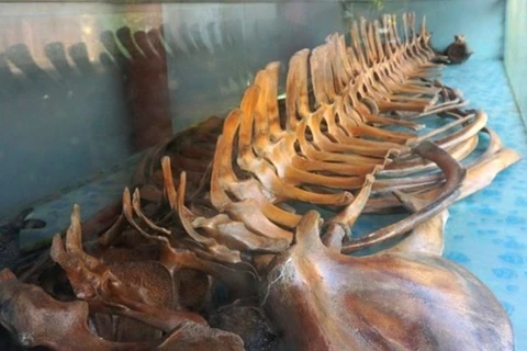 Bộ xương Ông cá voi được lưu giữ trong tủ kính tại ngôi đền thờ. (Nguồn: laodong.vn)