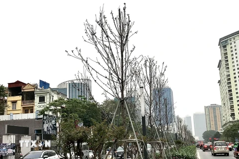Hàng cây phong lá đỏ trên đường Nguyễn Chí Thanh héo úa trơ cành. (Ảnh: Mạnh Khánh/TTXVN)