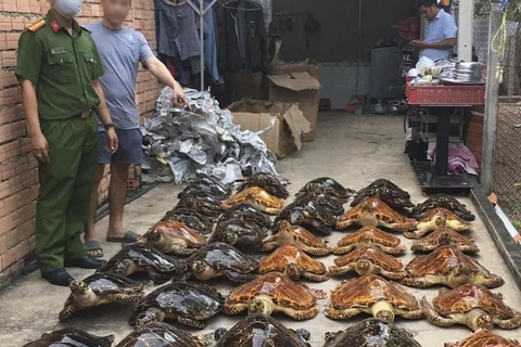 39 tiêu bản rùa biển thu giữ được trong vụ án (Ảnh: Phòng Cảnh sát môi trường Công an tỉnh Tây Ninh)