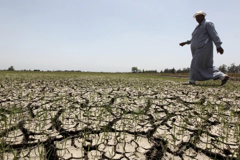 Một nông dân Ai Cập trên cánh đồng khô hạn tháng 6/2013. (Nguồn: Reuters)