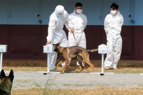 Các sỹ quan CMAC huấn luyện chó đánh hơi những người bị nhiễm COVID-19. (Nguồn: Phnom Penh Post/ANN)