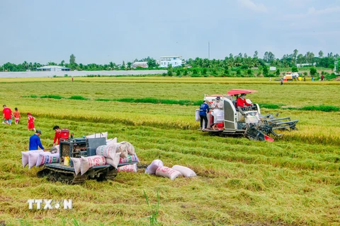 Thu hoạch lúa trên cánh đồng ở huyện Thới Lai, TP Cần Thơ. Ảnh: Thanh Liêm/TTXVN)
