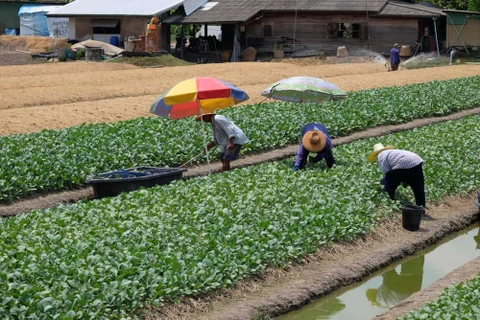 Nông trại đô thị ở Thái Lan hỗ trợ người nghèo vượt qua khủng hoảng thực phẩm do đại dịch gây ra. (Nguồn: Shutterstock)