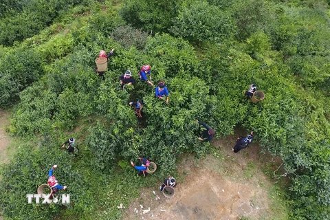 Người dân xã Túng Sán, huyện Hoàng Su Phì (Hà Giang) thu hái chè Shan tuyết. (Ảnh: Nguyễn Chiến-TTXVN)