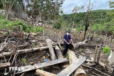Những cây gỗ to tại rừng phòng hộ hàng chục năm tuổi suối Dĩ đang bị chặt phá. (Ảnh: Phạm Cường/TTXVN)