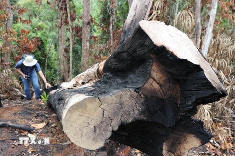 Một cây rừng có đường kính 60cm bị đốn hạ ven suối Dĩ, thôn Tân Thành, xã Sơn Hội (Sơn Hòa, Phú Yên). (Ảnh: Phạm Cường/TTXVN)