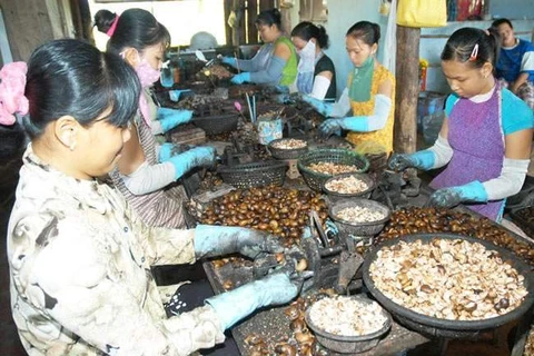 Công nhân Campuchia sơ chế hạt điều xuất khẩu. (Nguồn: kimmyfarm.com)