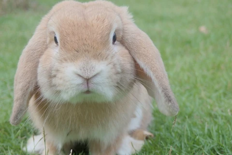 Thỏ là một trong một số loài động vật bị dùng trong nghiên cứu khoa học. (Nguồn: brusselstimes.com)