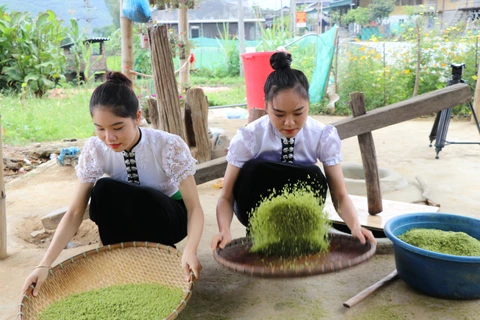 [Photo] Nếp Tú Lệ - Đặc sản thơm ngon nổi tiếng của vùng núi Yên Bái