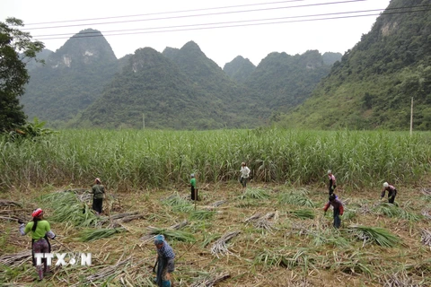 Người dân vùng trồng mía nguyên liệu thu hoạch mía. (Ảnh: Chu Hiệu/TTXVN)