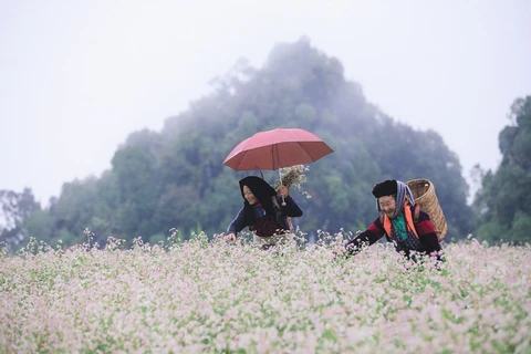Vẻ đẹp của hoa tam giác mạch Hà Giang. (Nguồn: PV/Vietnam+)