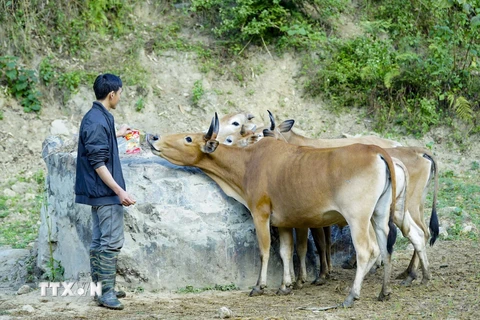 Nhiều hộ nghèo ở xã Huổi Lèng, huyện Mường Chà, Điện Biên được hỗ trợ trâu bò giống để nhân đàn, phát triển kinh tế. (Ảnh: Xuân Tư/TTXVN)