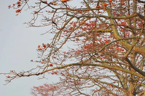 Những người đi Lễ hội Chùa Hương sẽ được ngắm hàng cây hoa Mộc Miên khoe sắc đỏ. (Ảnh minh họa: Minh Đức/TTXVN)