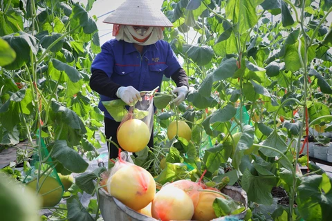 Huyện Yên Dũng ứng dụng công nghệ cao vào sản xuất nông nghiệp. (Ảnh: Danh Lam/TTXVN)