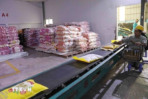 Vận chuyển gạo xuất khẩu tại nhà máy chế biến gạo của Công ty TNHH MTV Lương thực Thoại Sơn, thuộc Tập đoàn Lộc Trời. (Ảnh: Phạm Hậu/TTXVN)