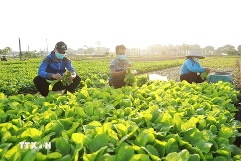 Nông dân thôn Tiền Lệ, xã Tiền Yên, huyện Hoài Đức (Hà Nội) thu hoạch rau cải để cung cấp cho thị trường Hà Nội. (Ảnh: Vũ Sinh/TTXVN)
