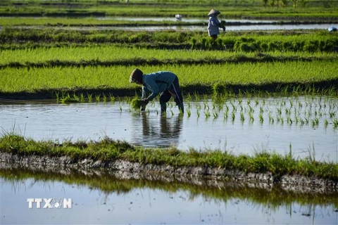 Nông dân làm việc trên cánh đồng lúa ở Japakeh, gần Banda Aceh, Indonesia. (Ảnh: AFP/TTXVN)