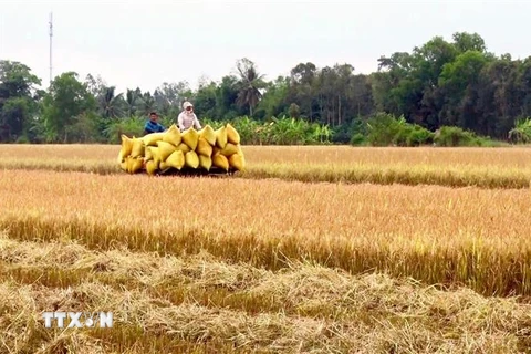Nông dân An Giang thu hoạch lúa. (Ảnh: Thanh Sang/TTXVN)