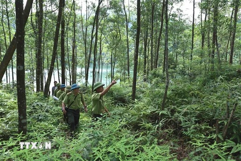 Lực lượng kiểm lâm (Chi cục Kiểm lâm tỉnh Bắc Giang) phối hợp với lực lượng chuyên trách Ban quản lý rừng phòng hộ Sơn Động tổ chức đi tuần tra bảo vệ rừng. (Ảnh: Vũ Sinh/TTXVN)