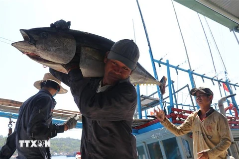 Lao động vận chuyển cá ngừ từ tàu cá lên Cảng cá Tiên Châu, xã An Ninh Tây, huyện Tuy An, Phú Yên. (Ảnh: Phạm Cường/TTXVN)