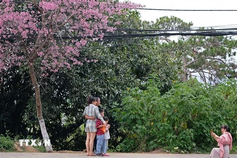 Du khách chụp hình với hoa mai anh đào đang bắt đầu nở rộ ở phố núi Đà Lạt. (Ảnh: Nguyễn Dũng/TTXVN)
