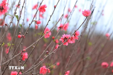 Hoa đào - loài hoa biểu trưng cho ngày Tết cổ truyền của dân tộc Việt Nam.( Ảnh: Tuấn Anh/TTXVN)