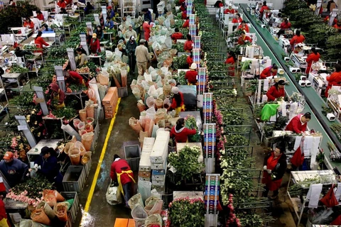 Colombia hiện là quốc gia sản xuất hoa lớn thứ hai trên thế giới. (Nguồn: EPA)