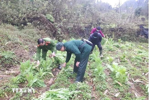 Lực lượng chức năng xã Lăng Hiếu, huyện Trùng Khánh, tỉnh Cao Bằng phát hiện, phá nhổ, thu giữ 337 cây thuốc phiện trồng trái phép. (Ảnh: TTXVN phát)
