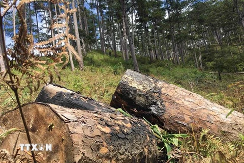Một vụ chặt phá tại khu rừng phòng hộ nằm giáp ranh giữa hai xã Đạ Sar và Đạ Nhim, huyện Lạc Dương, tỉnh Lâm Đồng. (Ảnh Đặng Tuấn/TTXVN)