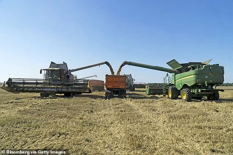 Thu hoạch lúa mỳ tại Ukraine. (Nguồn: Bloomberg/Getty)