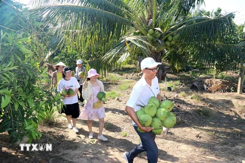Du khách thích thú khi tự tay hái sản phẩm nông nghiệp tại điểm du lịch nông nghiệp Sáu Trúc, xã Hàm Minh, huyện Hàm Thuận Nam. (Ảnh: Nguyễn Thanh/TTXVN)