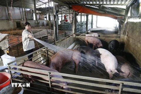 Nữ doanh nhân Lê Thị Thúy Nhàn, thôn 1 xã Tân Long, huyện Yên Sơn, tỉnh Tuyên Quang, gắn bó với nghề nuôi và kinh doanh lợn giống. (Ảnh: Nam Sương/TTXVN)