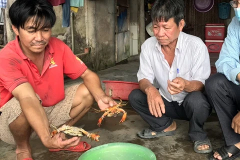 Cua chết bất thường xảy ra tại các huyện Đầm Dơi, Năm Căn, Ngọc Hiển. (Nguồn: VOV)