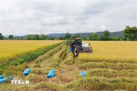 Nông dân xã Buôn Chóah, huyện Krông Nô, Đắk Nông thu hoạch lúa ST25 vụ Đông Xuân. (Ảnh: Ngọc Minh/TTXVN)