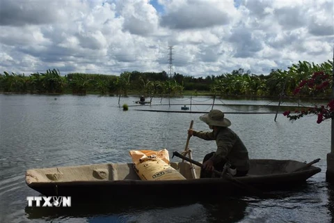 Ông Nguyễn Văn Thắng, ở xã Suối Rao, huyện Châu Đức có 2ha nuôi cá nước ngọt có nguy cơ thua lỗ nặng nề. (Ảnh: Hoàng Nhị/TTXVN)
