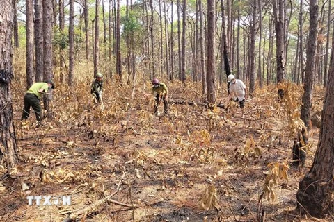 Lực lượng chức năng cùng nhóm hộ nhận khoán, bảo vệ rừng phòng hộ ở huyện Mang Yang, Gia Lai tổ chức phát, dọn thực bì. (Ảnh: Hoài Nam/TTXVN)