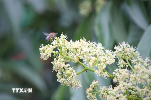 [Photo] Bắc Giang: Ngọt ngào vụ mật ong hoa vải ở Lục Ngạn