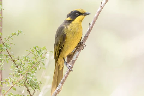 Một chú chim Helmeted Honeyeater trưởng thành. (Nguồn: helmetedhoneyeater.org.au)