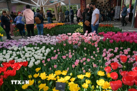 [Photo] Mê đắm với thiên đường hoa tulip Keukenhof tại Hà Lan