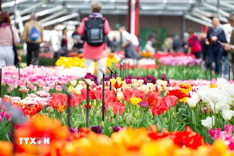 Hoa tulip khoe sắc tại vườn hoa Keukenhof ở Lisse, Hà Lan, ngày 24/3/2022. (Ảnh: THX/TTXVN)